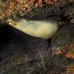 lion_sea_galapagos_cou_v_0233_ecu1341.jpg